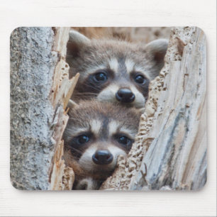 Tapis De Souris Wyoming, comté de Lincoln, Raton laveur