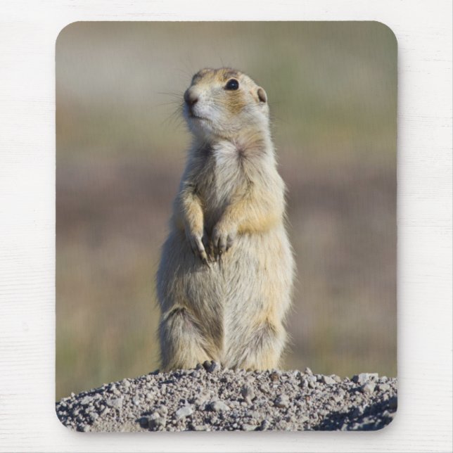 Tapis De Souris Wyoming, comté de Sublette, Prairie à queue blanch (Devant)