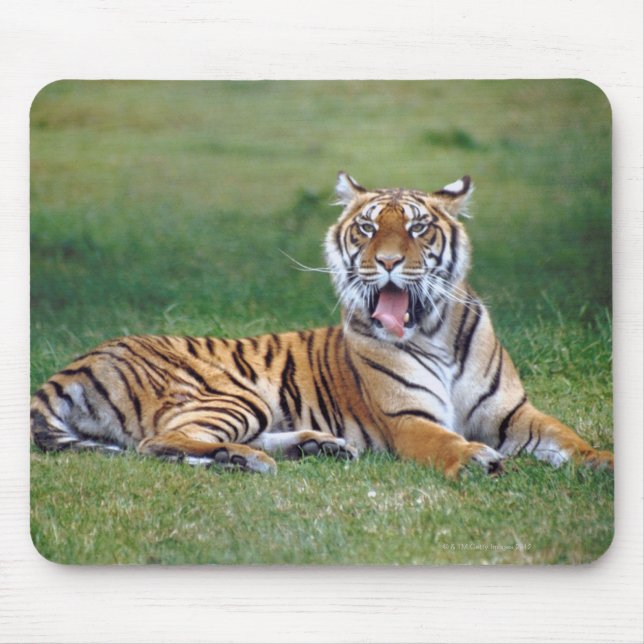 Tapis De Souris Yawning Tiger (Devant)