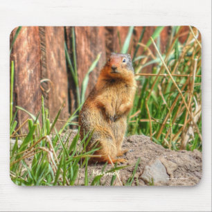 Tapis De Souris Yellow-bellied Marmot and Barn #Gift Mousepad