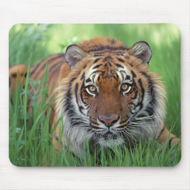 Tapis De Souris Yeux tigres (Devant)