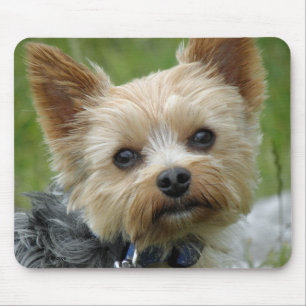 Tapis De Souris Yorkie