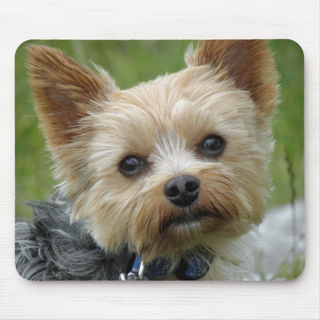 Tapis De Souris Yorkie (Devant)