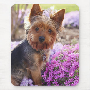Tapis De Souris Yorkshire Terrier