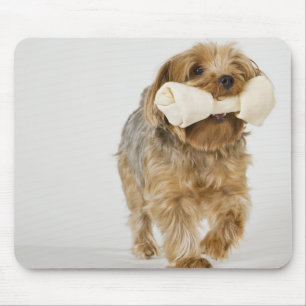 Tapis De Souris Yorkshire Terrier sur la marche blanche d'arrière