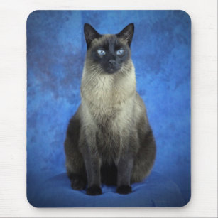 Tapis De Souris Chaton Siamois Zazzle Fr