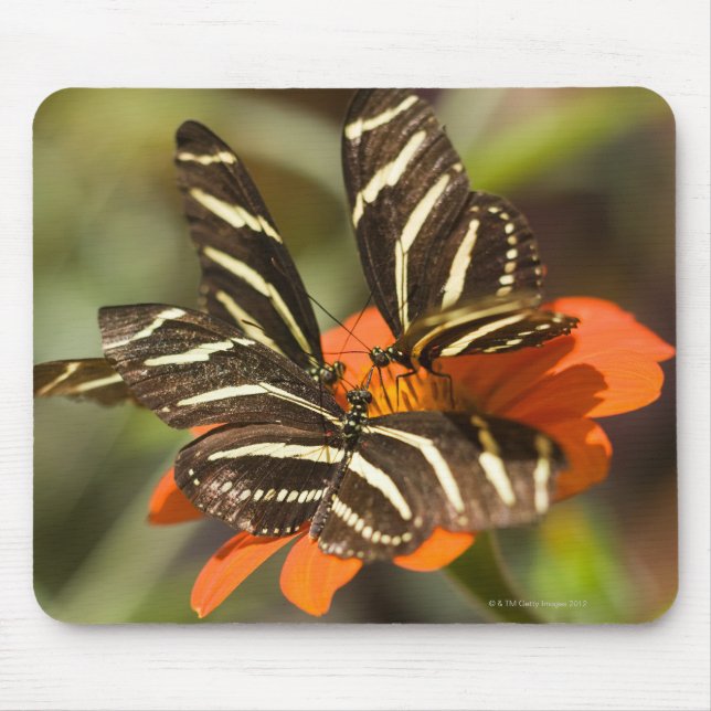 Tapis De Souris Zebra Longwing (heliconius charitonia) sur fleur (Devant)