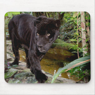 Tapis De Souris Zoo de la ville de Belize. Panthère noire