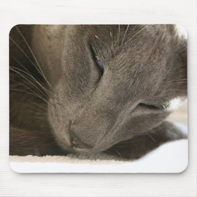 Tapis oriental de souris de chat de Shorthair (Devant)