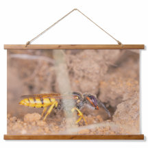 A beautiful close-up photograph of a wasp