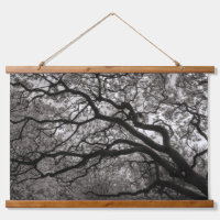 Arbres de Magnolia en fleurs 01