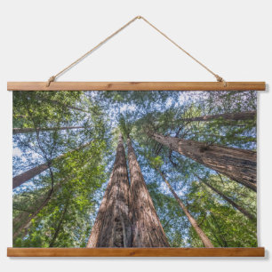 Tapisserie Suspendue Arbres de séquoia   Comté de Marin, Californie