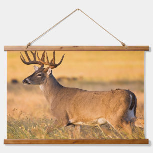 Tapisserie Suspendue Cerf à queue blanche   Sud TX
