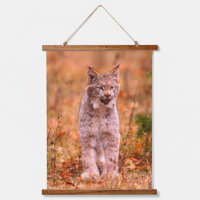 Chasse au lynx roux | Forêt automnale