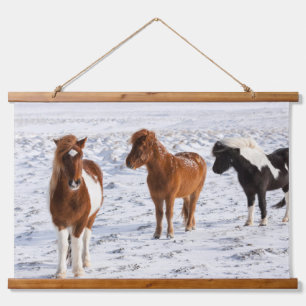 Tapisserie Suspendue Cheval islandais avec pelage d'hiver typique