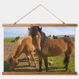 Tapisserie Suspendue Chevaux islandais paissent