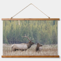 Élan mâle dans une prairie | Parc national de Yell