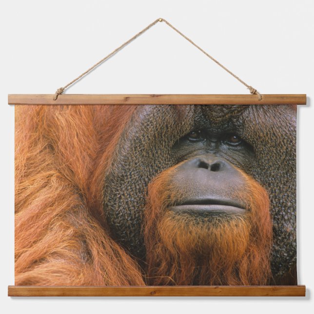Tapisserie Suspendue Portrait of Orang-utang Male, Georgia, USA (Devant)