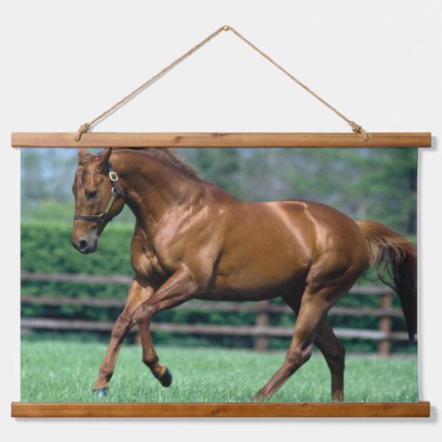 Tapisserie Suspendue Thoroughbred Stallion, Irlande (Devant)