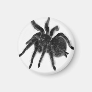 Tarantula Spider noir blanc aimant