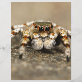 Tarantule Araignée sauteuse accessoires géniaux