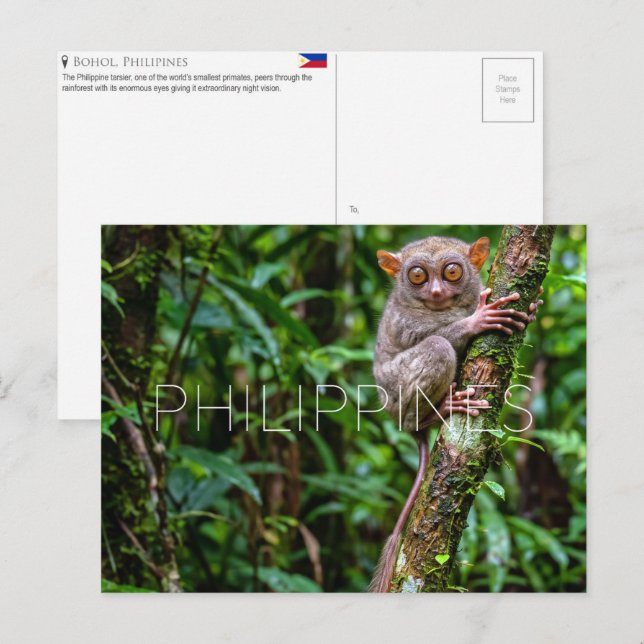 Tarsier à Bohol, Philippines Carte postale de voya (Devant / Derrière)