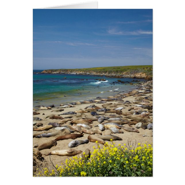 Tas de phoques éléphant (Devant)