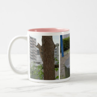 TASSE 2 COULEURS 美形のキジトラ猫の女の子