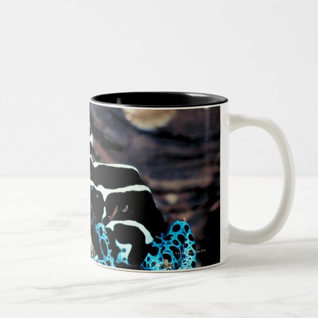 TASSE 2 COULEURS 23898179 (Droit)