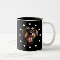 À poils durs Dachshund Stars Regardez Le Café M À 
