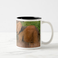 Afrique, Kenya, Samburu. Défi de l'éléphant