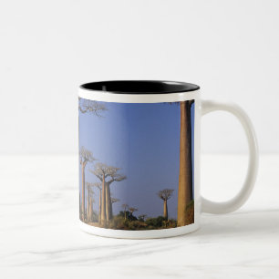 Tasse 2 Couleurs Afrique, Madagascar, Morondava, avenue Baobab.