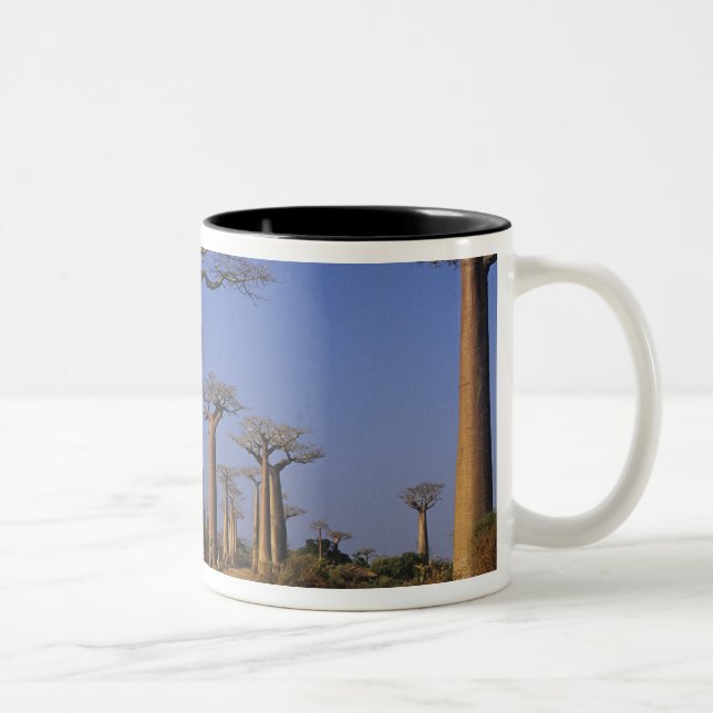 Tasse 2 Couleurs Afrique, Madagascar, Morondava, avenue Baobab. (Droit)