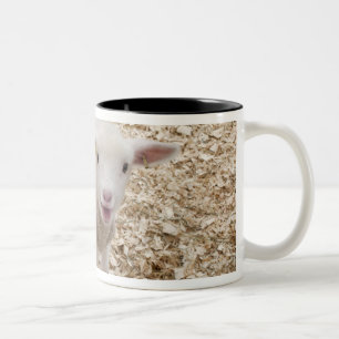 Tasse 2 Couleurs Agneau