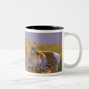 Tasse 2 Couleurs Antilope d'Amérique dans le Montana