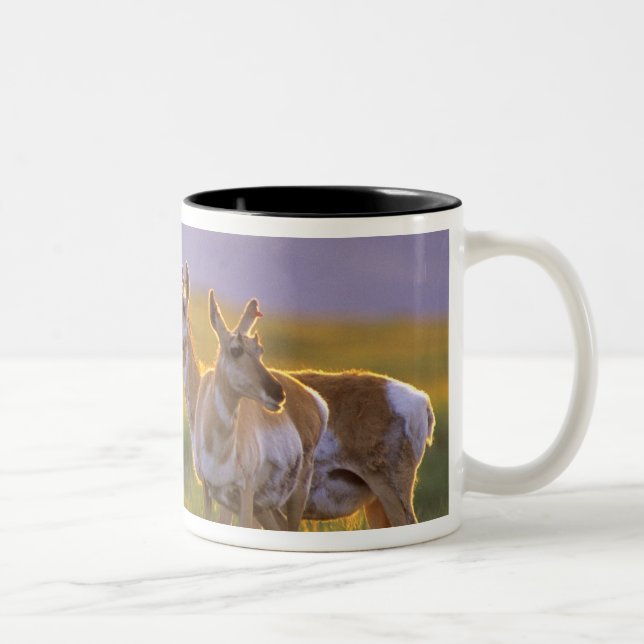 Tasse 2 Couleurs Antilope d'Amérique dans le Montana (Droit)