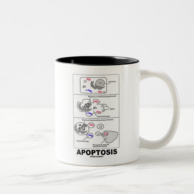 Tasse 2 Couleurs Apoptose (mort cellulaire de biologie) (Droit)
