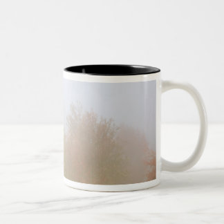 Tasse 2 Couleurs Arbres de chute enveloppés en brume