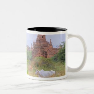 Tasse 2 Couleurs Asie, Myanmar (Birmanie), Bagan (Pagan). Vaches