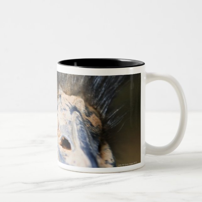 Tasse 2 Couleurs Autruche (Droit)