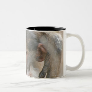 Tasse 2 Couleurs Babouin de Chacma, ursinus de Papio avec des
