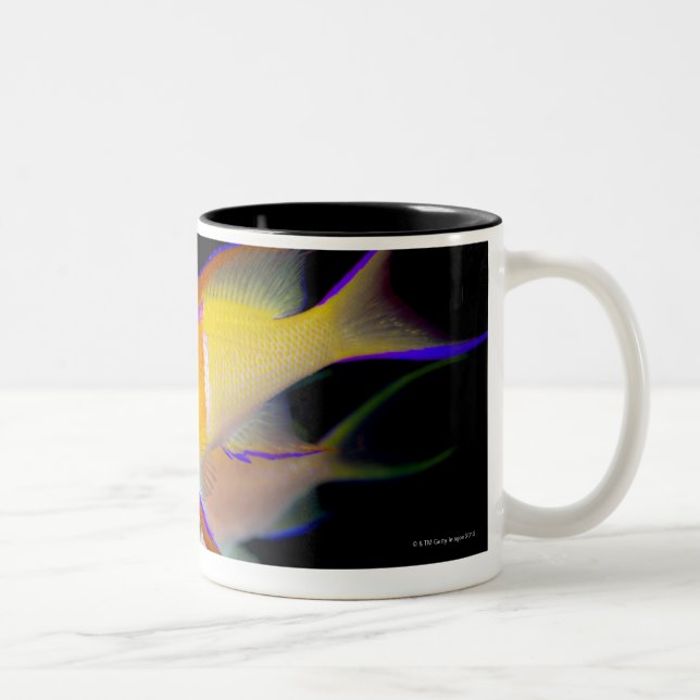 Tasse 2 Couleurs Barre blanche Anthias (Droit)