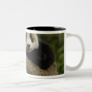 Tasse 2 Couleurs Bébé panda géant (Ailuropoda melanoleuca)