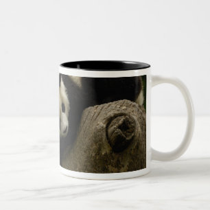 Tasse 2 Couleurs Bébés panda géant Ailuropoda melanoleuca)
