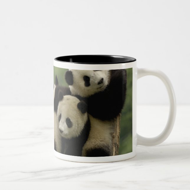 Tasse 2 Couleurs Bébés panda géant Ailuropoda melanoleuca) (Droit)