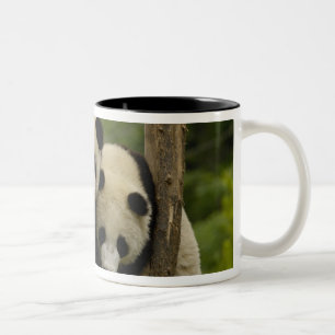 Tasse 2 Couleurs Bébés pandas géants Ailuropoda melanoleuca)