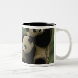 Tasse 2 Couleurs Bébés pandas géants (Ailuropoda melanoleuca)