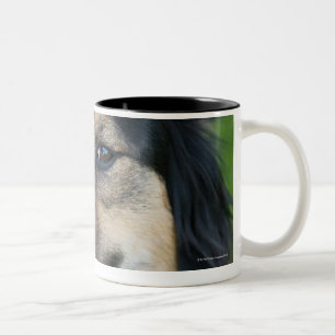 Tasse 2 Couleurs Berger mélangé de race avec le beignet sur la tête