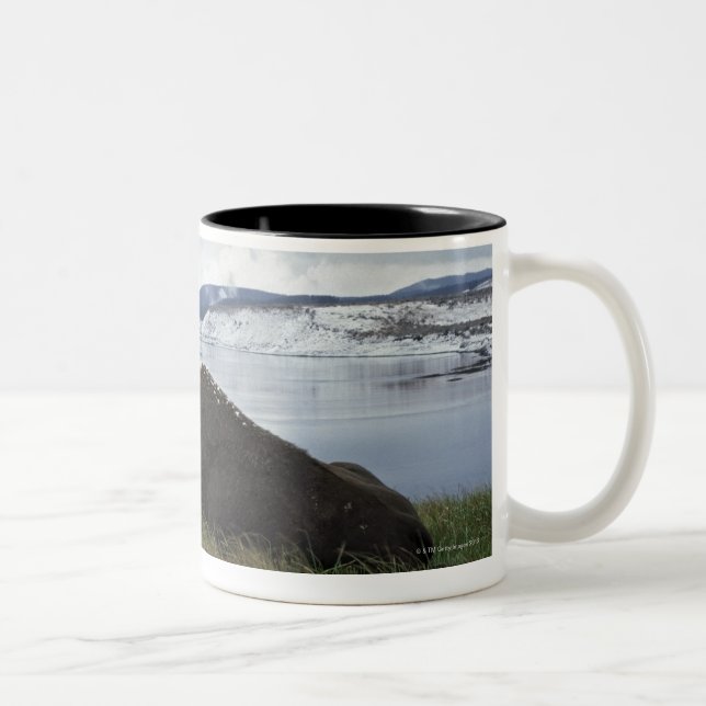 Tasse 2 Couleurs Bison se reposant par la rivière Yellowstone avec (Droit)