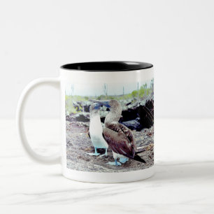 Tasse 2 Couleurs Boobies aux pieds bleus Oiseaux des Galapagos